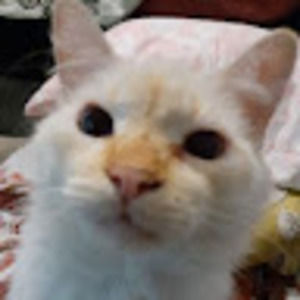 Meet your Posher, Rayna